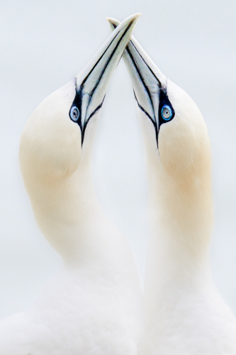 DPI First High Key Gannets