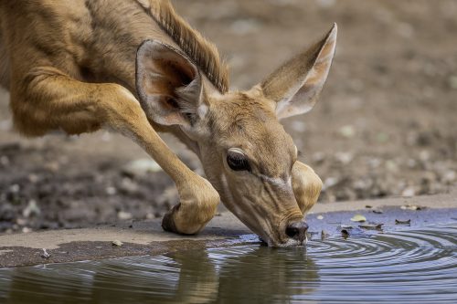 Fauna: FirstFauna 2 - Grete Howard