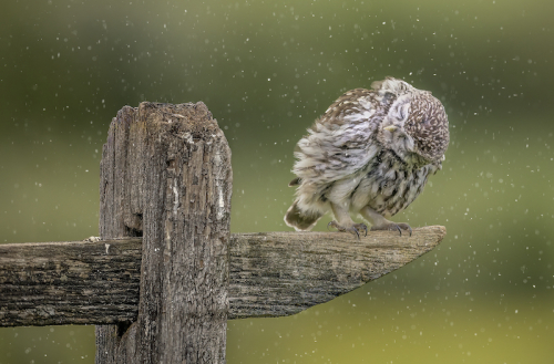Print - Little Owl in the Rain