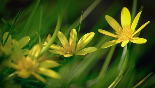 Flora: Thirdcelandines - Anna Dagger