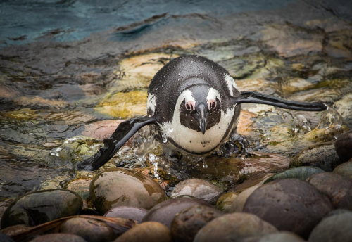 Penguin on pebbles