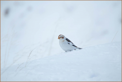  Snow Bunting on Cairngorm