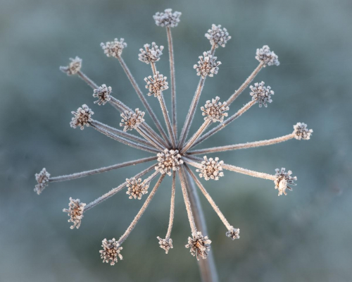 Frosty Seed-head