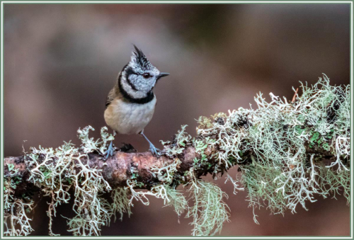 Crested Tit