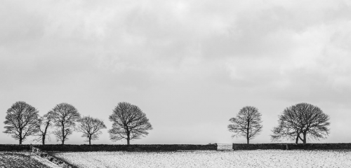 Winter Trees