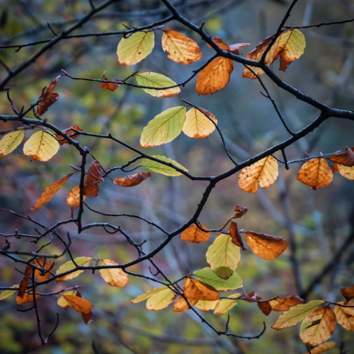 Autumn Beech Leaves