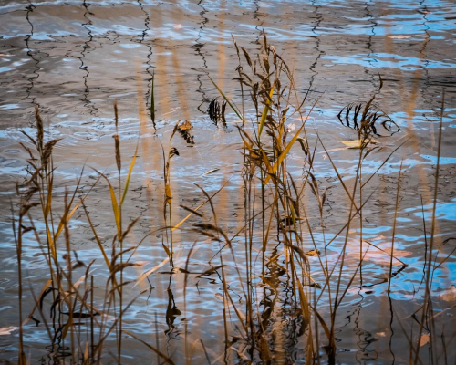 Reedsand Reflections