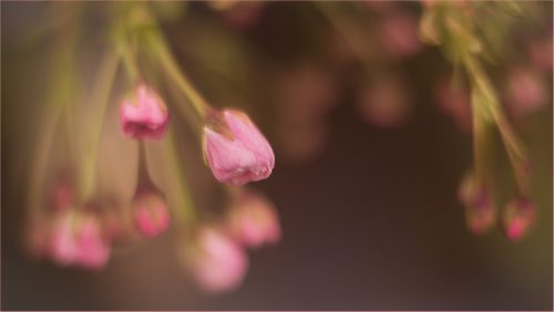 Cherry Blossom Freelensing - Grete Howard