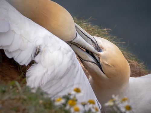 Fauna - FirstA Gannet Conflict