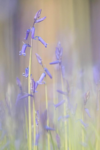 Bluebell-Woodland (first)