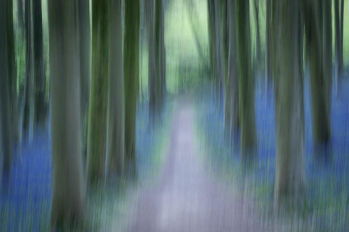 Bluebells at Wrington 2021 ICM intentional Camera Movement