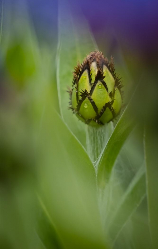 FLORA Knapweed Bud | Anna Dagger