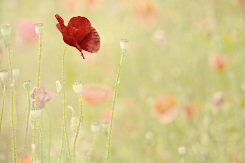 FLORA Last Soldier Standing | Grete Howard